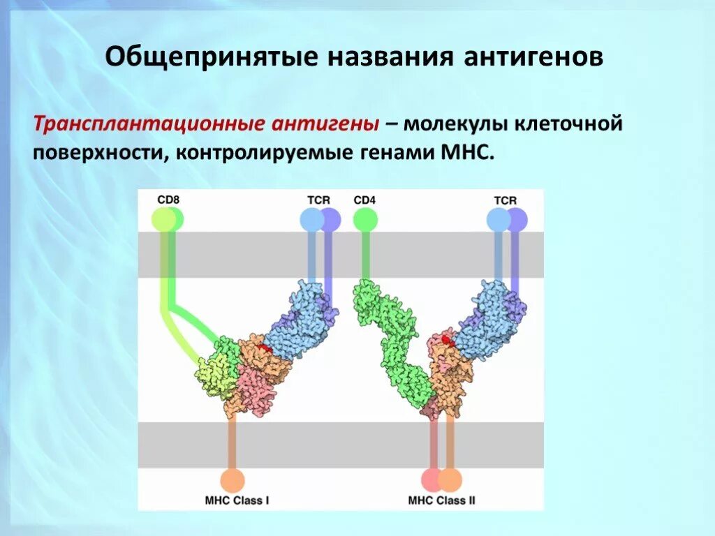 Локализация трансплантационных антигенов.. Охарактеризуйте трансплантационные антигены.. Трансплантационные антигены иммунология. Гены контролирующие трансплантационные антигены. Отличие клетки от молекулы