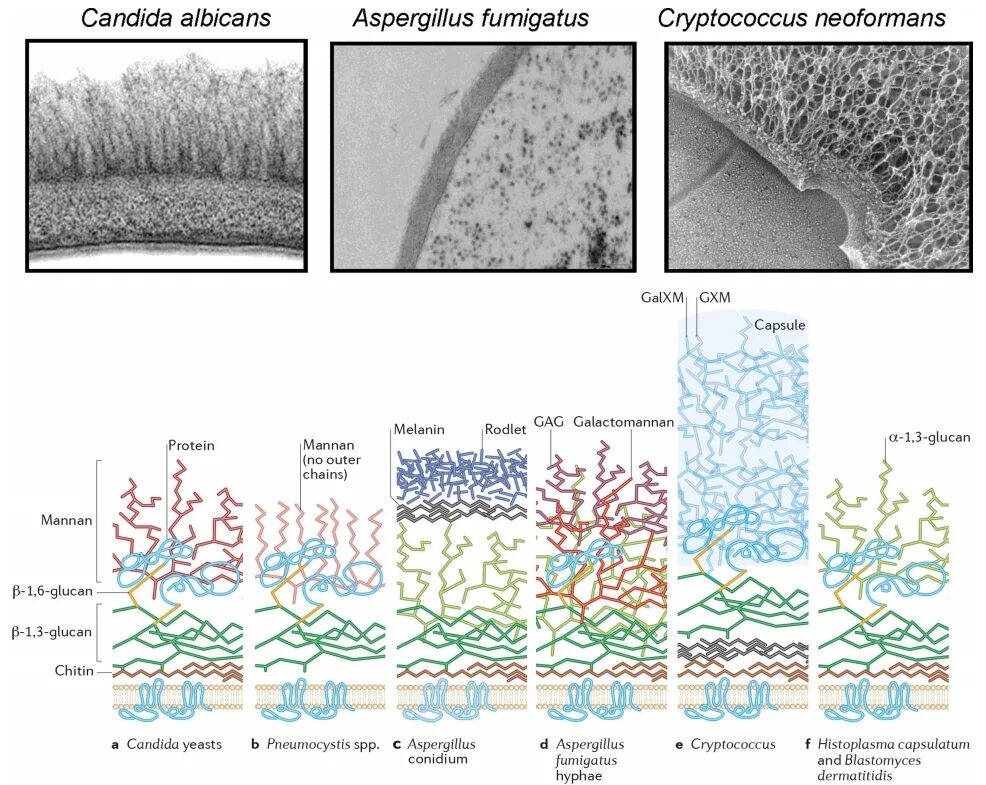 грибная клетка строение стенки. структура клеточной стенки гриба. структура клеточной стенки гриба. строение клеточной стенки мицелиальных грибов. структура клеточной стенки грибов.