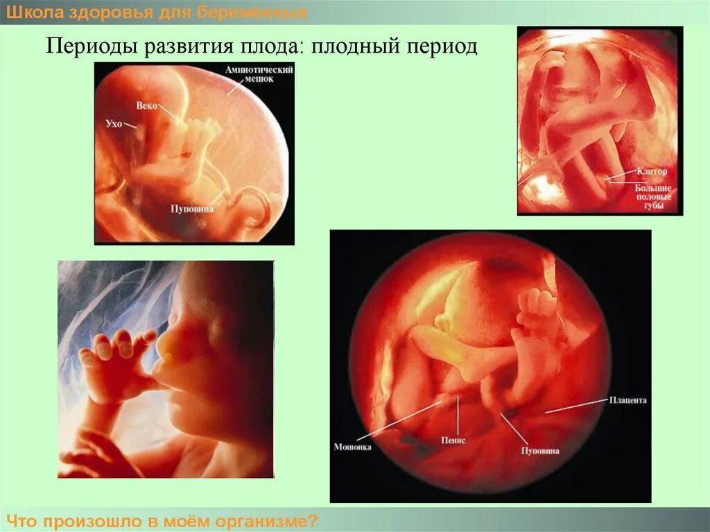 Плодный период развития. Фетальный период развития. Формирование плода. Фетальный плодный период. Начальный период развития человека