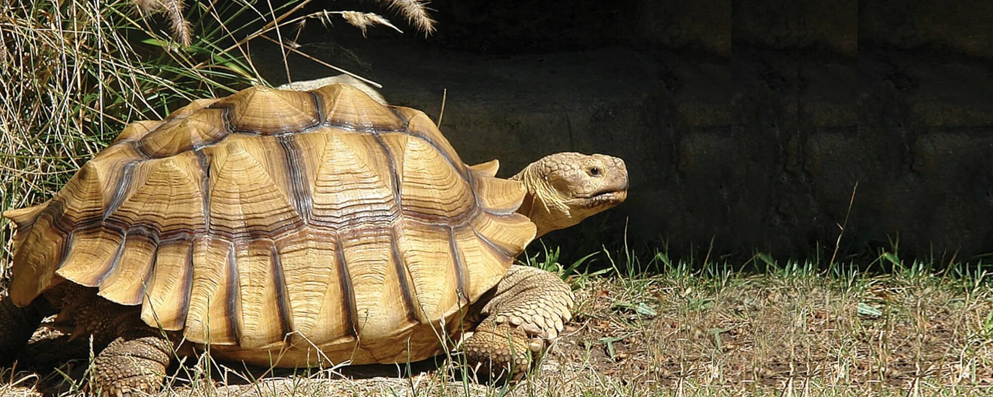 Желтоногая черепаха шабути. Африканская шпороносная черепаха. Шпороносная черепаха Сухопутные черепахи. Geochelone sulcata.