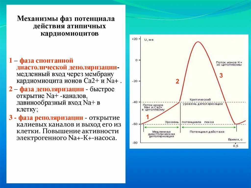 Атипичные кардиомиоциты потенциал действия. Фазы потенциала действия атипичных кардиомиоцитов. Фазы потенциала действия физиология кардиомиоцитов. Потенциал действия типичного кардиомиоцита физиология. Пд клетки