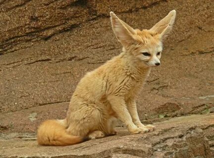 Desert fox