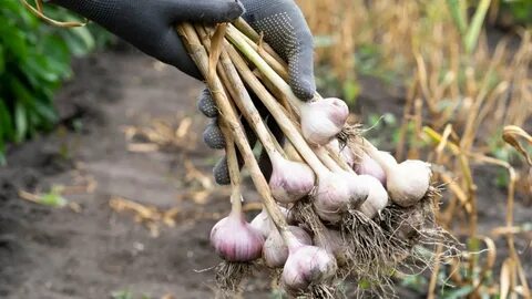 Tento jednoduchý produkt – váš štít proti nemocem! Zjistěte, proč je česnek nezbytný pro každého!