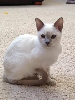 Тайский белый кот