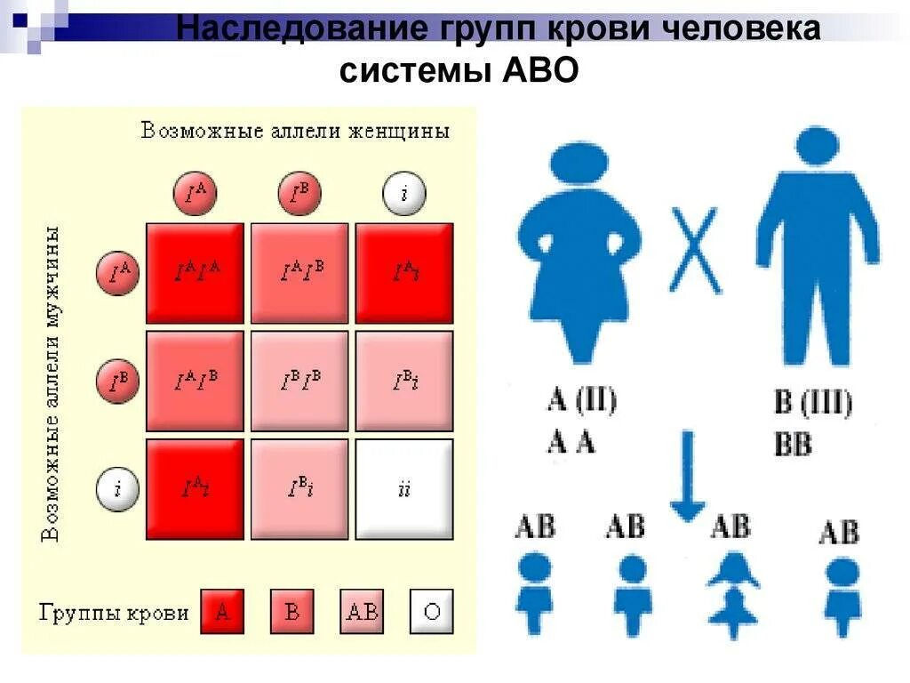 Наследование групп крови системы ав0 и резус-фактора. Таблица наследования резус фактора крови. Группы крови таблица наследования с резусом фактором. Наследование группы крови и резус фактора от родителей таблица. Наследуемая группа крови от родителей