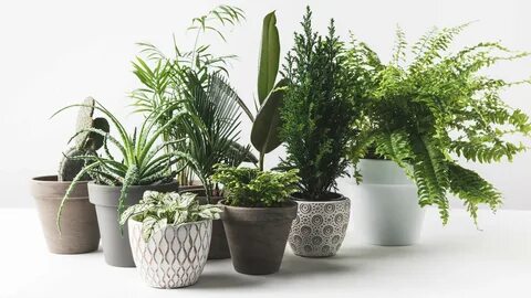 Сайт plants