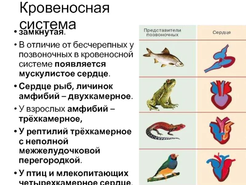 Легкие классов позвоночных. Кровеносная система позвоночных рыб. Трёхкамерное сердце с неполной перегородкой. Кровеносная система система хордовых пресмыкающихся. Трехкамерное сердце у земноводных.