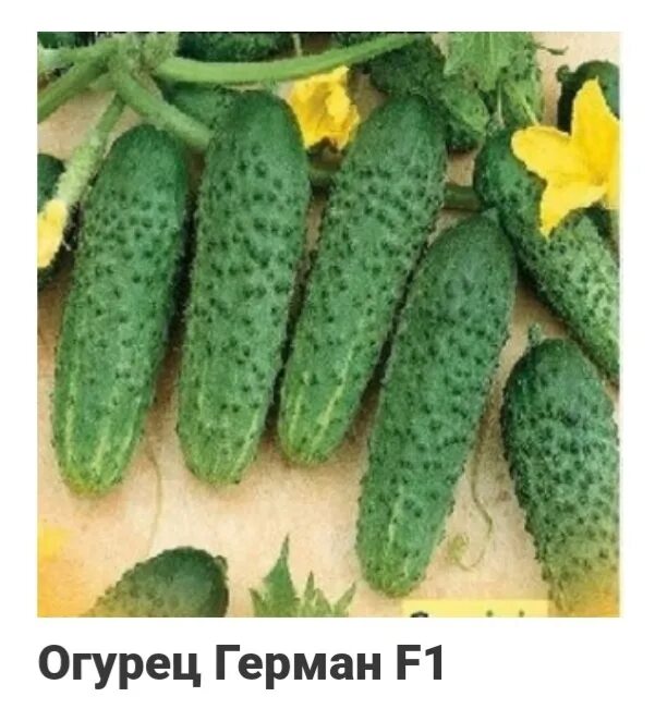 Астерикс сорт огурцов. Астерикс сорт огурцов