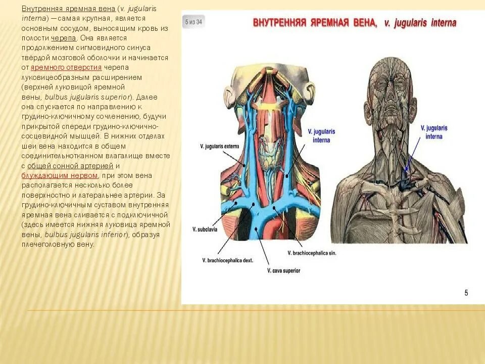 Расширение яремных вен. Внутренняя Сонная артерия и внутренняя яремная Вена. Внутренняя яремная Вена начинается от.