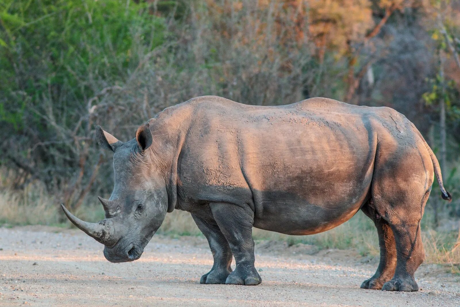 Носорог это какое животное. Белый носорог (Ceratotherium simum). Африканский белый носорог. Белый носорог ареал обитания. Заповедник Каванго-Замбези белый носорог.