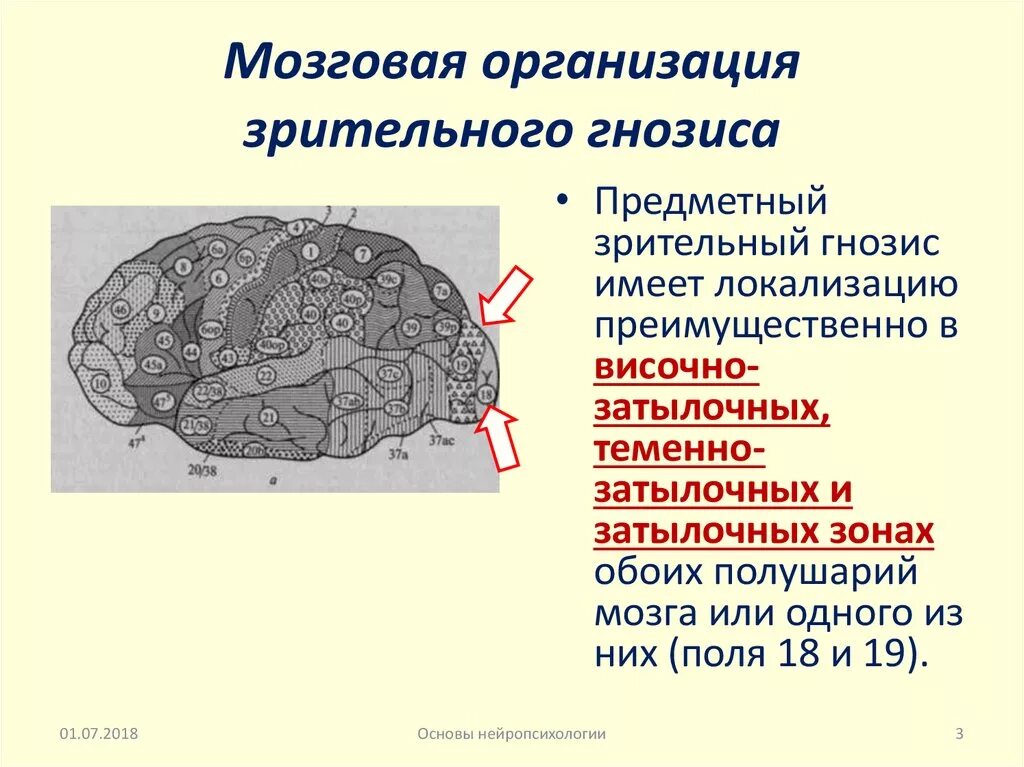 Зоны восприятия мозга. Предметный зрительный Гнозис локализация. Локализация зрительного гнозиса в мозге. Предметный зрительный Гнозис локализован. Мозговая организация.