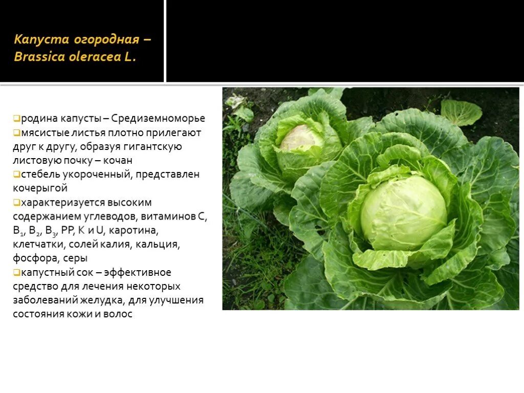 Капуста огородная автотрофы. Капуста Brassica. Капуста Огородная. Строение листа капусты. Капу́ста огоро́дная.