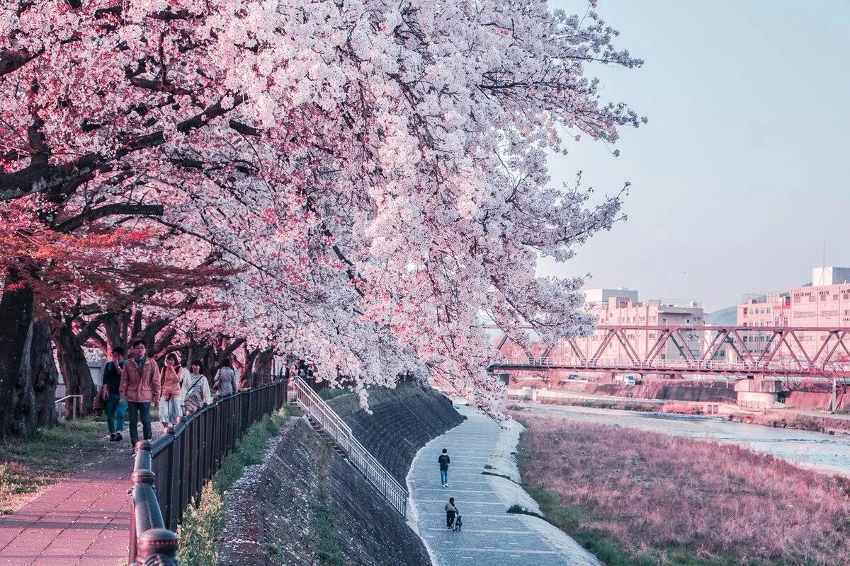 Япония Токио улицы Сакура. Киото цветение Сакуры. Парк с сакурой в Токио. Киото Ханами. Сакура рядом