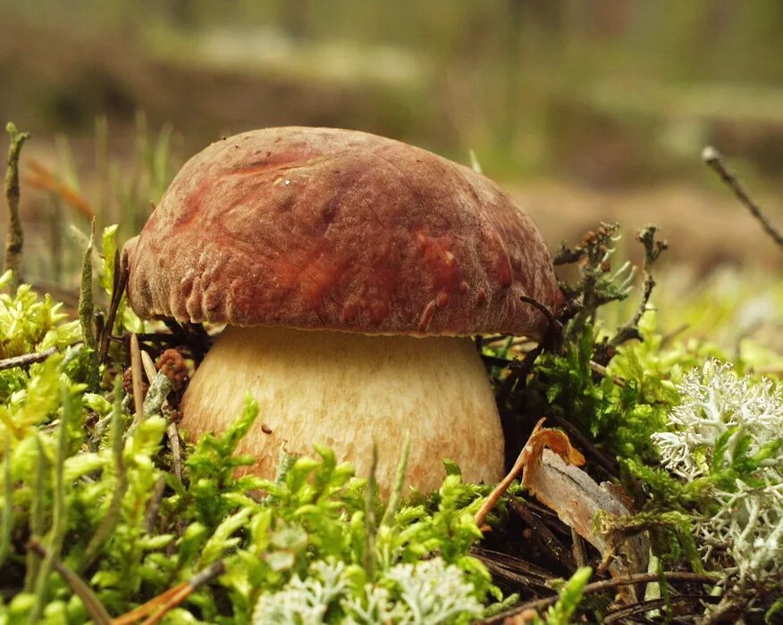 Белый гриб Боровик. Феодосья Колосятница. Боровик девичий (Boletus appendiculatus). Боровой белый гриб. Н боровиков