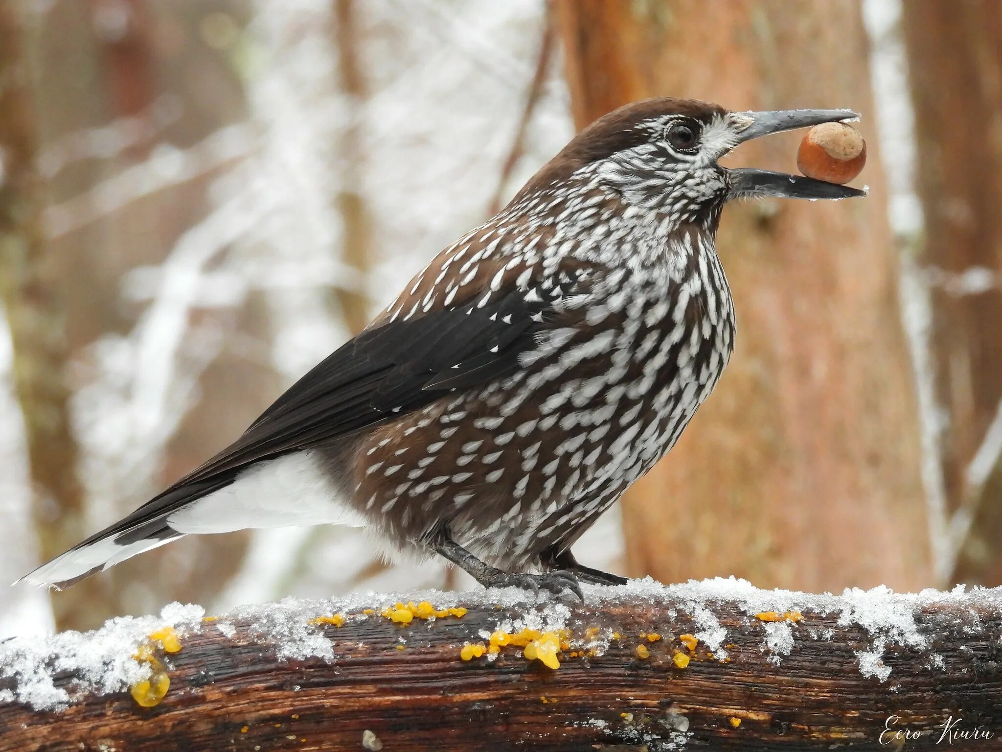 Сибирская кедровка. Птичка кедровка. кедровка ореховка. кедровка сибирская птица. ореховка птица.