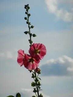 Rose skies