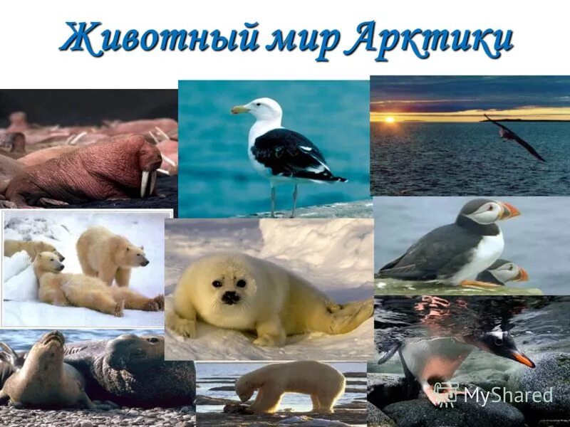 Животные Арктики. Животный мир арктиктики. Животный мир арктических пустынь. Животный мир мир Арктики. Животный мир природной зоны арктические пустыни
