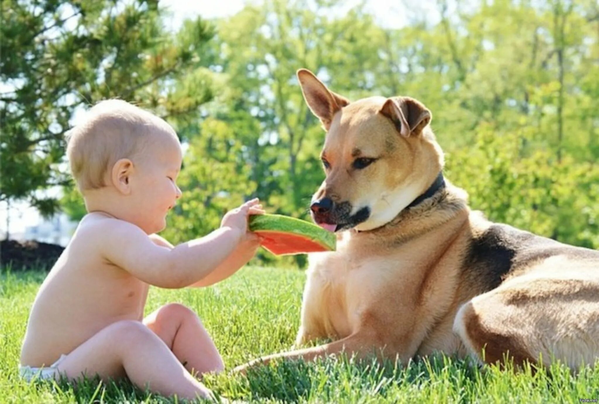 Человек ребенок собака. Собака для детей. Домашние животные для детей. Дети с животными. Дети и животные Дружба.