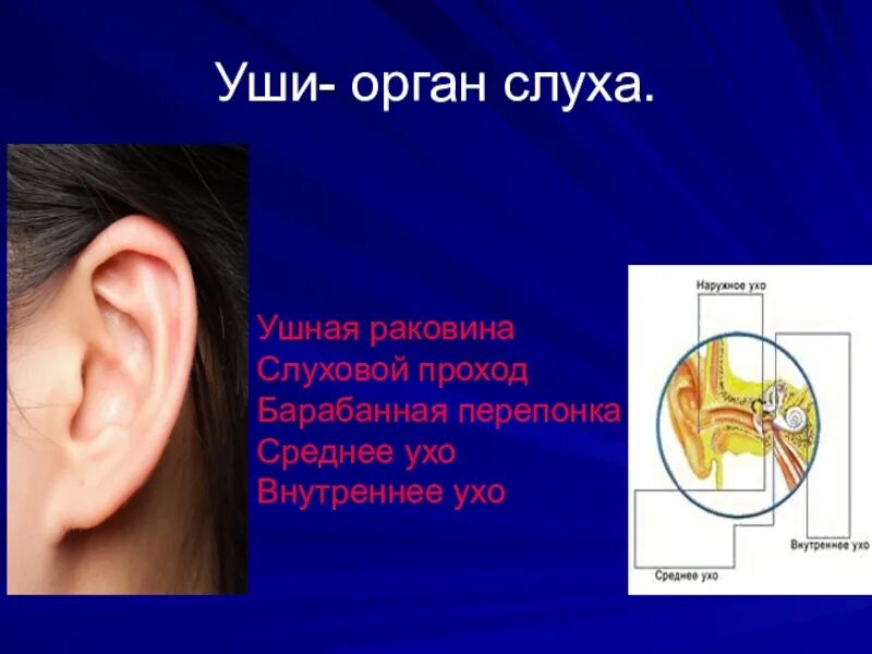 Тест по теме орган слуха. Органы слуха 3 класс. Уши орган слуха. Ухо как орган слуха.