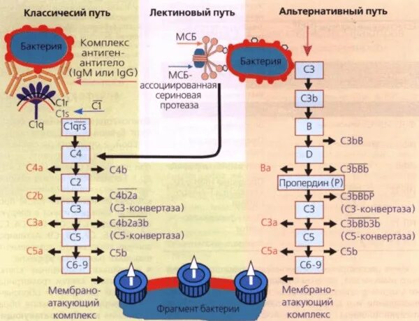 Комплекс комплемента. Лектиновый путь активации комплемента иммунология. Классический путь активации комплемента иммунология. Активация системы комплемента с3. Пути активации системы комплемента иммунология.