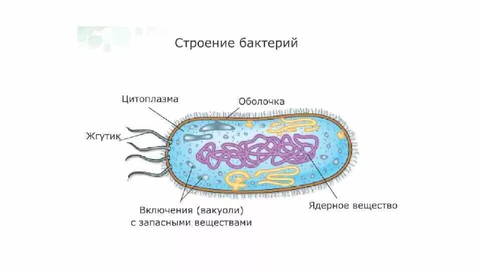 Строение клетки бактерии. Строение бактериальной клетки 5 класс биология. Схема строения бактериальной клетки 5 класс биология. Строение бактериальной клетки клетки. Строение клетки бактерии 7 класс