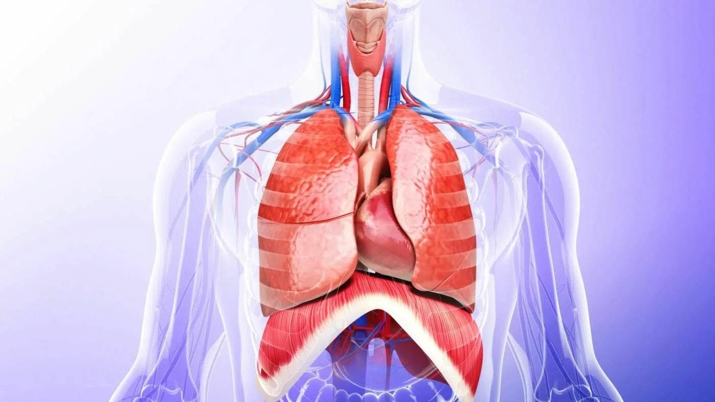 Где находятся легкие. Органы грудной полости анатомия. Расположение легких. Расположение сердца и легких. Анатомия расположение легких.