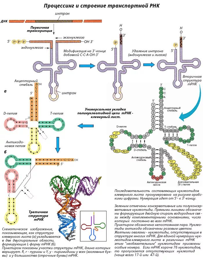 Структура ТРНК биохимия. Строение транспортной РНК биохимия. Схема молекулы ТРНК. Структура молекулы ТРНК.