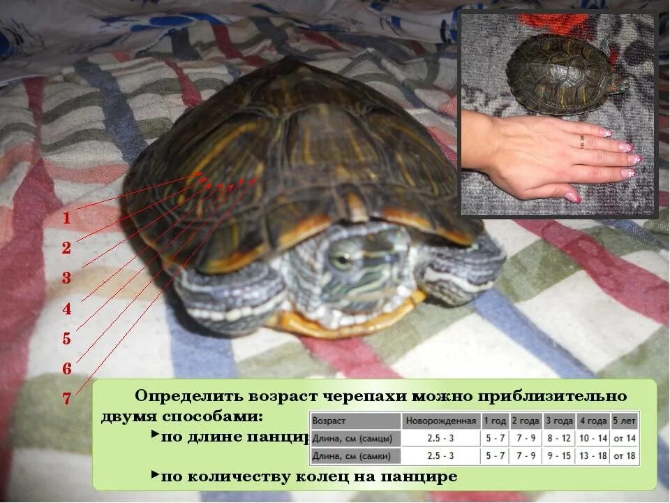 Как определить пол красноухой черепахи?