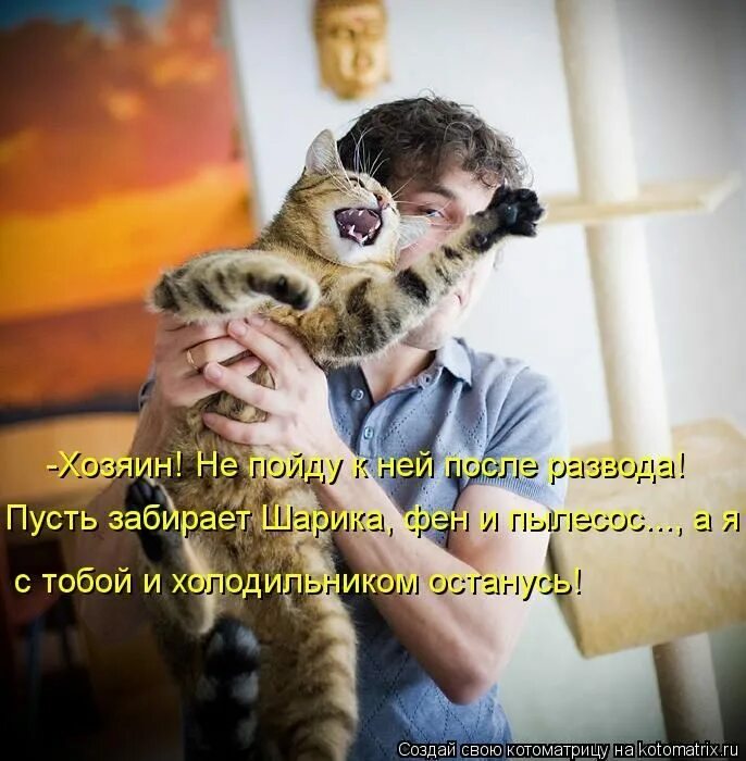 Кошка не любит руки