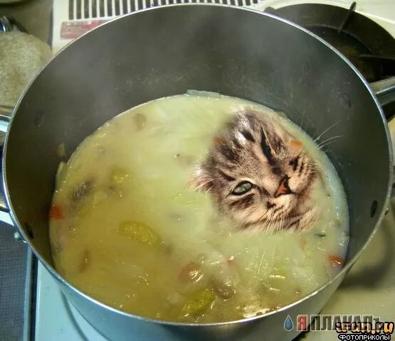 Суп с котом. Котенок в кастрюле. Вареный кот. Суп с кортом. Варят кошек