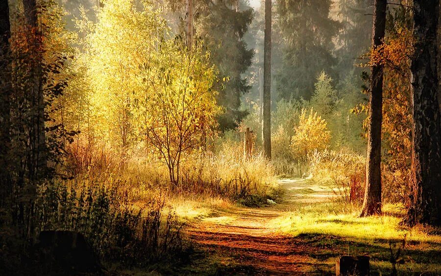 Солнце поднимается лес озаряется ярко красным светом. Картина Солнечный лес Андрея Бельчева. Опушка леса живопись. Осенний лес живопись. Солнечный осенний пейзаж.
