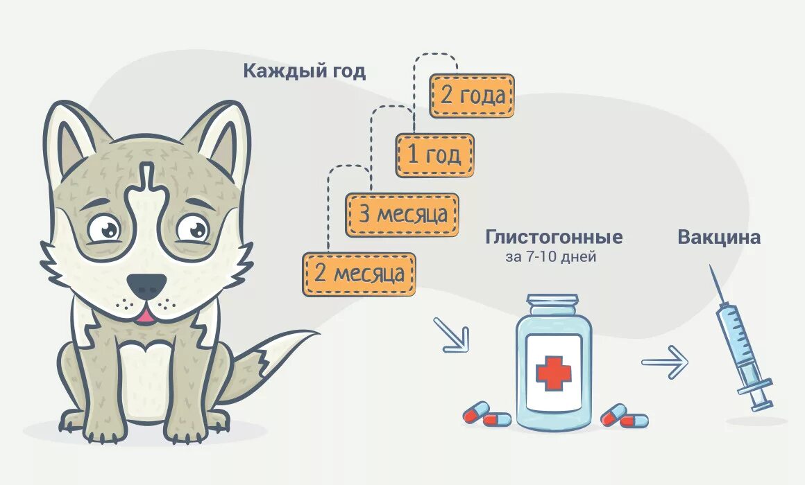 Сколько надо прививок собаке. Схема вакцинации животных. Схема прививок для собак. Схема вакцинации щенков. Прививки для собак схема.