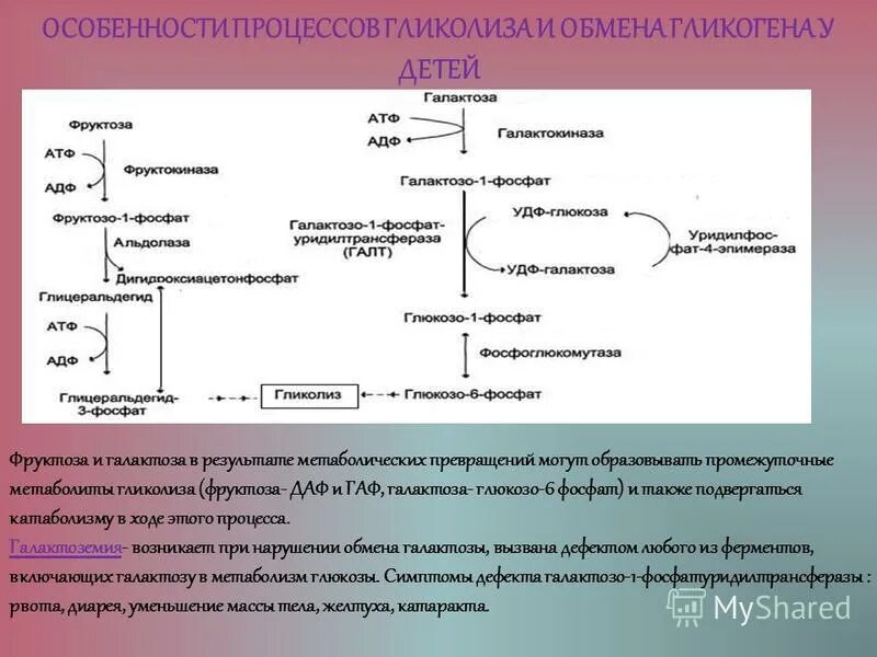 Превращение в печени гликогена в глюкозу