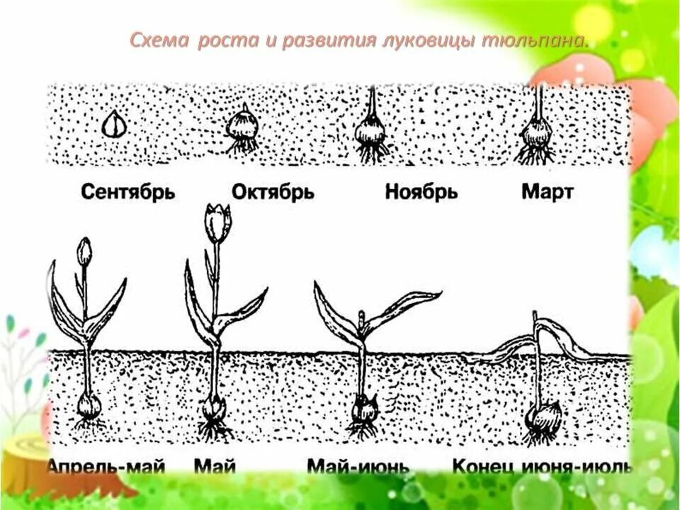 Сколько выдерживают тюльпаны. Фазы развития тюльпана схема. Стадии развития луковицы тюльпана. Посадка луковичных схема для тюльпанов. Глубина посадки луковиц лилий.