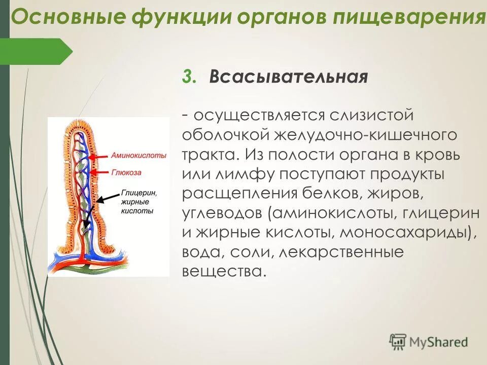 Всасывание жиров ворсинками кишечника