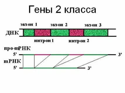 Структура гена прокариот и эукариот