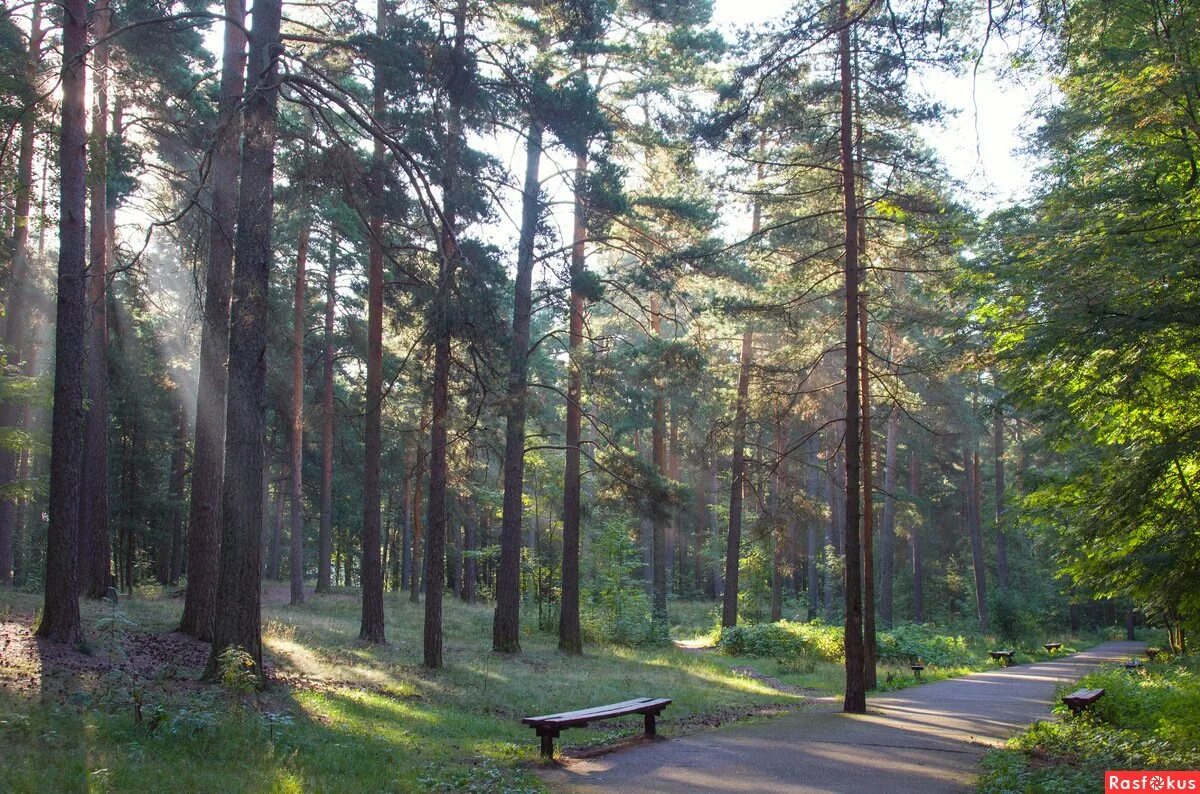 Сосновый бор камеры. Бор сосновый лесное озеро. Сосновый бор дмитров парк. Героев 15 сосновый бор ленинградская область. Энгельс сосновый сосновый бор.