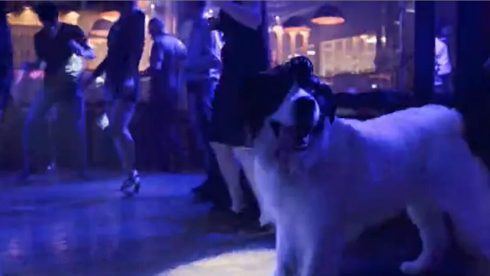 Куда делся рыжий из бима. Бим сериал 2021. Куда делся рыжий из бима. Куда делся рыжий из бима. Комиссар рекс.