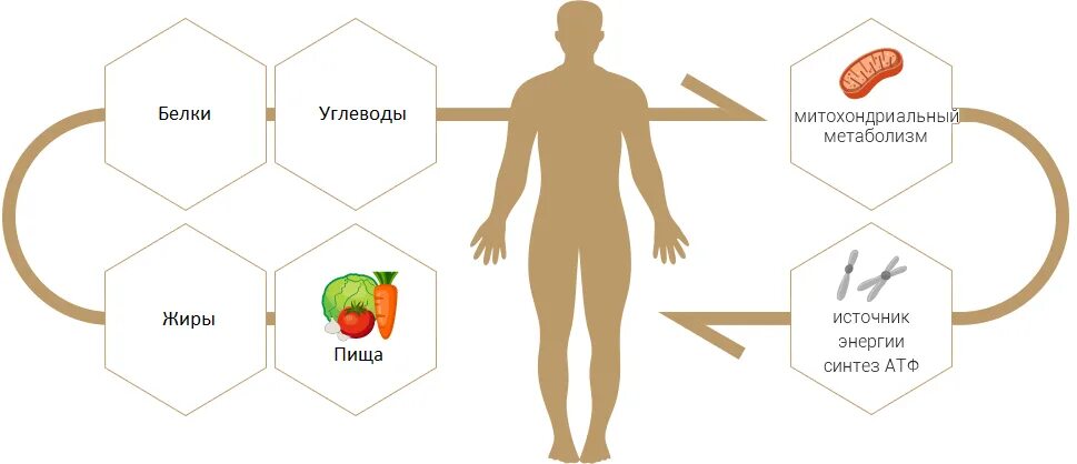 Обмен веществ минеральное питание. Обмен веществ в организме. Обмен веществ человека. Показатели обменных процессов. Основной и общий обмен веществ.