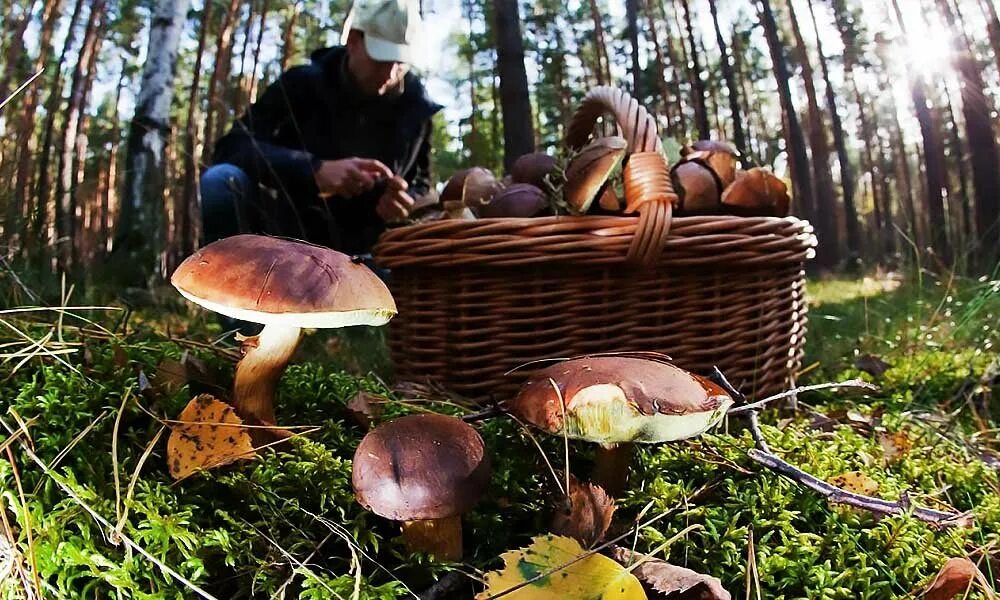 Можно ли собирать грибы в заповеднике. Грибники в лесу. лес грибы ягоды.