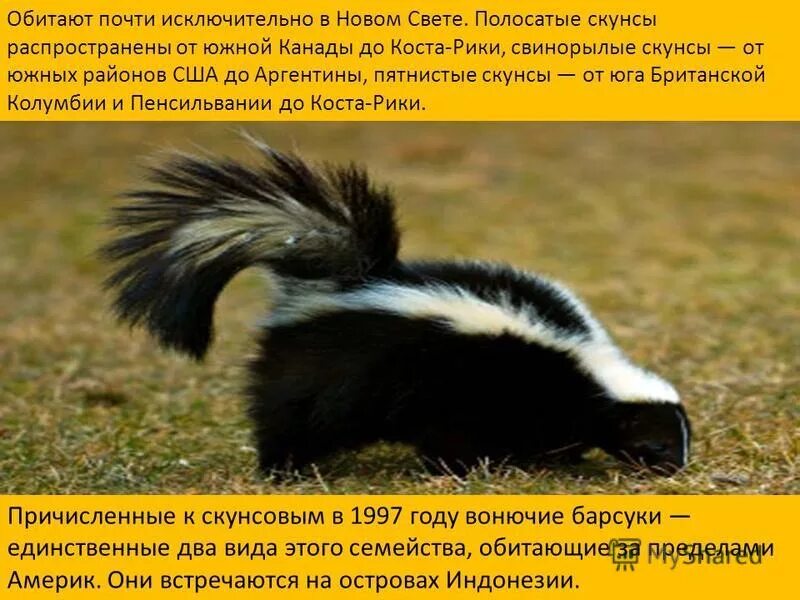 Книга скунс семенова. Зверек похожий на скунса. интересные факты о скунсах. скунс где обитает.