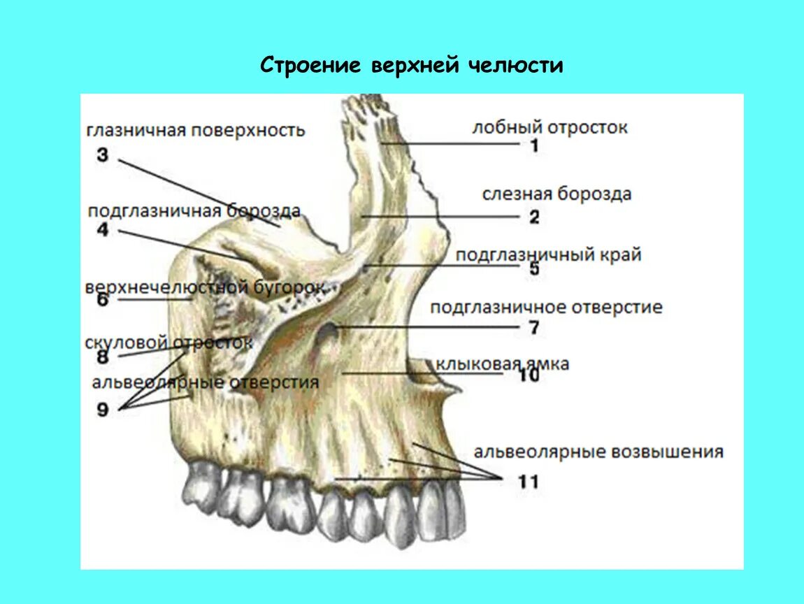 Строение кости верхней челюсти. Верхняя челюсть анатомия строение. Строение костей верхней челюсти. Верхняя челюсть и нёбная кость анатомия.