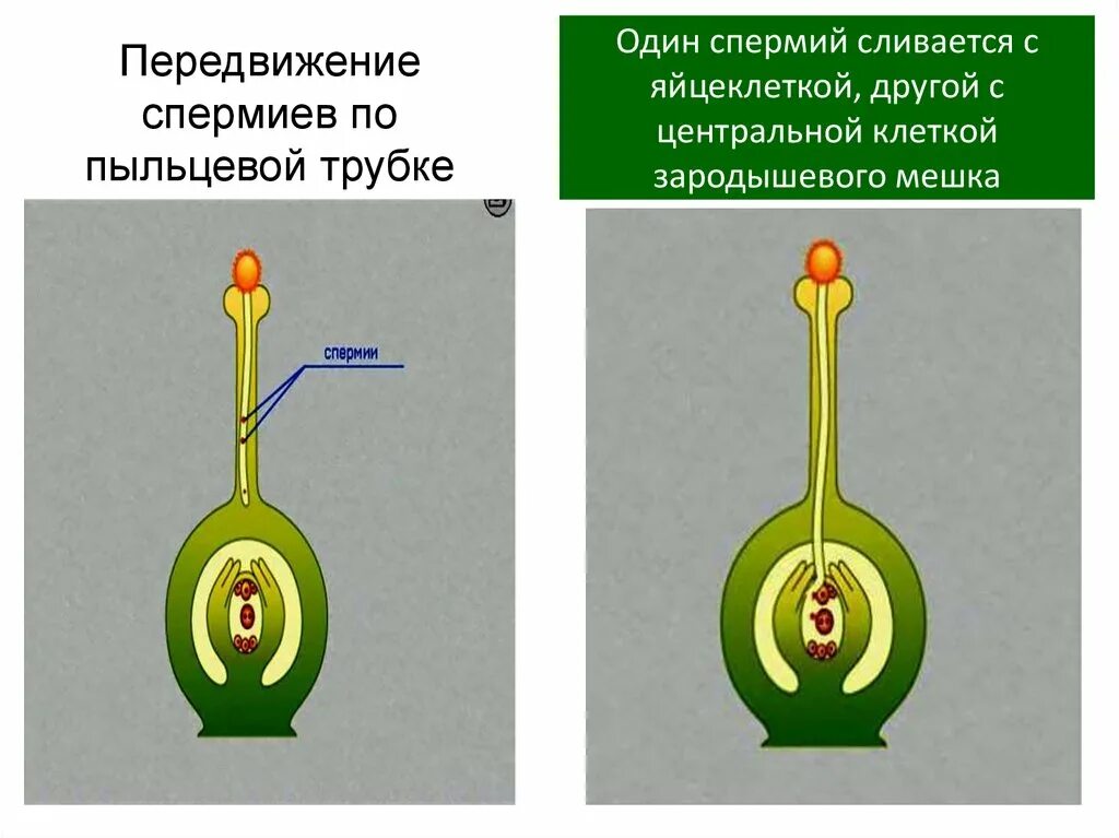 Пыльцевая трубка спермии. Первый спермий сливается. пыльцевая трубочка. спермий сливается с яйцеклеткой.