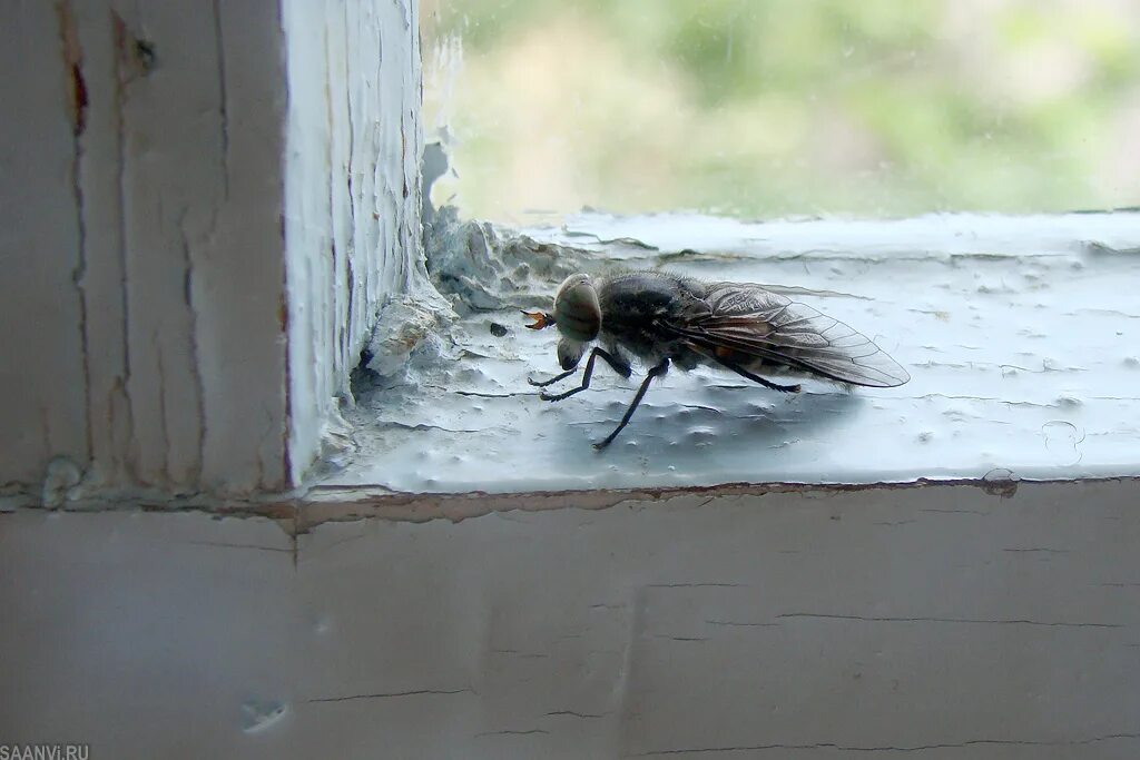 Билась муха. Мухи в доме. Муха на окне. Мухи зимуют. Муха в оконной раме.