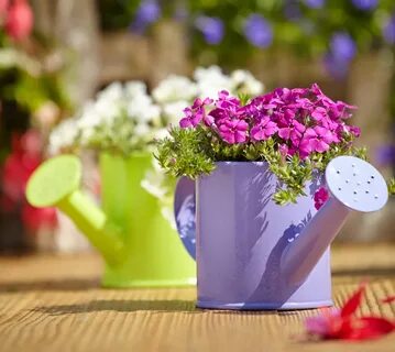 Spring begins