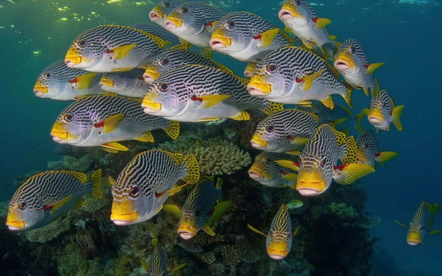 рыбки. большой барьерный риф рыбы. рыбы разных стран. крылатка рыба тайланд. малавийские цихлиды малавийские цихлиды.