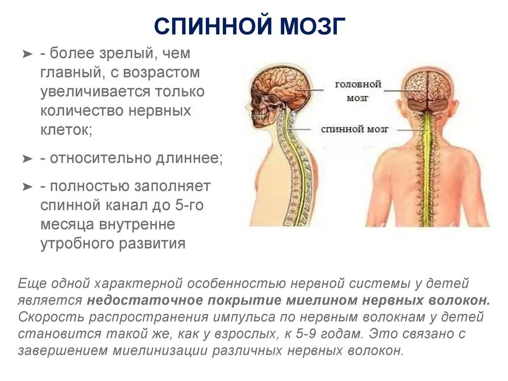 В какую систему органов входит спинной мозг. Формирование головного и спинного мозга. Спинной мозг ребенка. Спинной мозг ребенка и взрослого. Центральный канал спинного мозга функции.