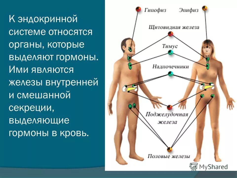 Гормоны женской системы. Женские половые гормоны первой фазы цикла. Пролактин. Основные женские половые гормоны. Гормональные железы эндокринная система.