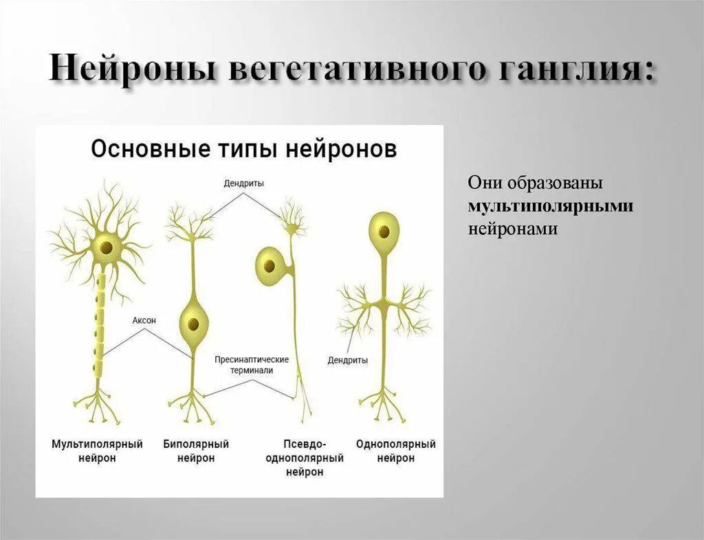 Строение нервного узла. Виды нейронов. Нейрон виды нейронов. В вегетативных ганглиях Нейроны. Типы нейронов вегетативных ганглиев.
