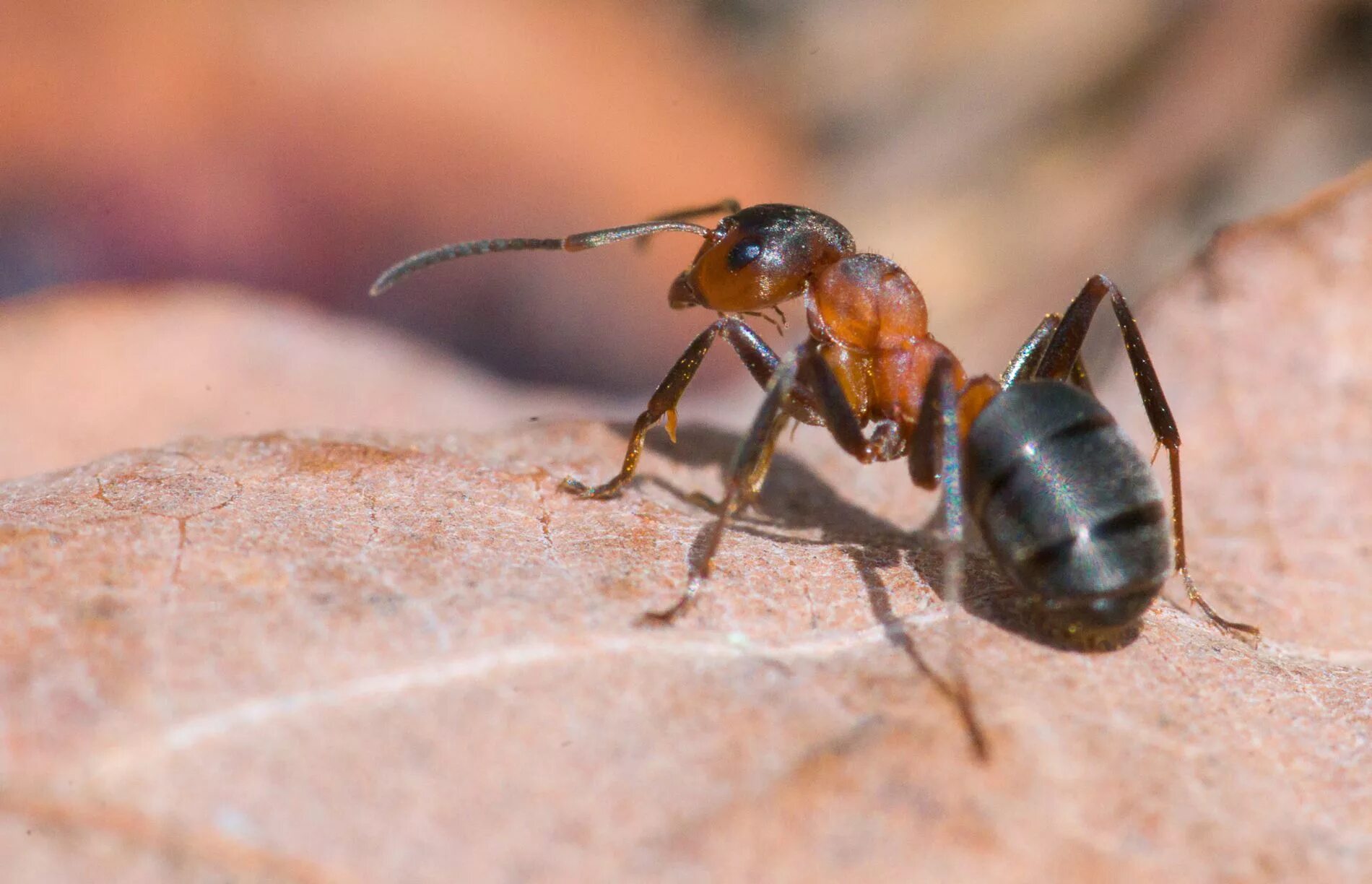 К бескрылым насекомым относятся. Отряд Перепончатокрылые муравьи. Перепончатокрылые муравьи. Перепончатокрылые насекомые муравьи. Formica Rufa Муравейник.